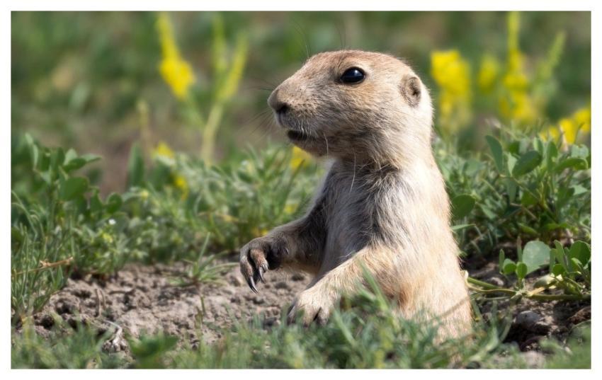 Prairie Dog Gopher Groundhog Cute