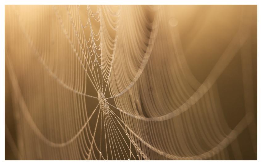 Spiderweb Web Spider Arachnid