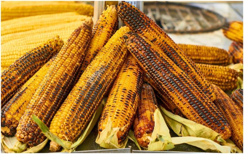 Close-up of grilled organic corn on the cob, showc