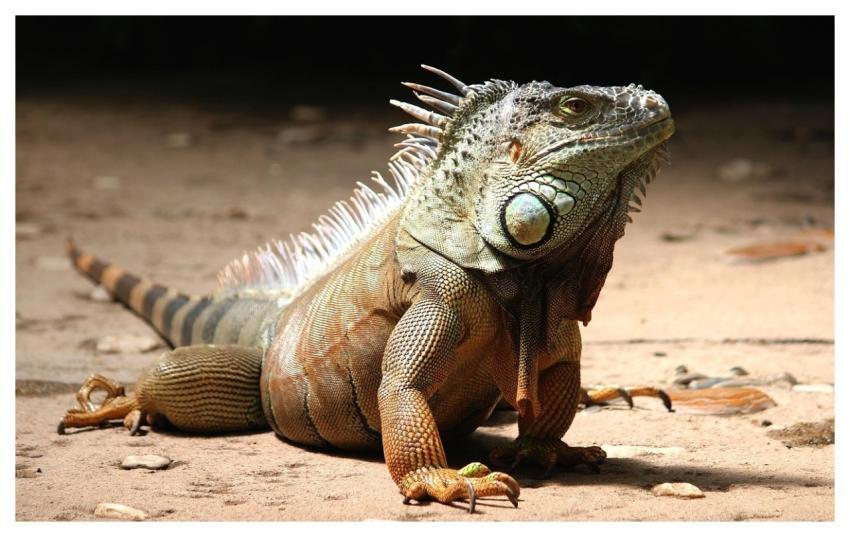 Iguana Reptile Lizard Animal