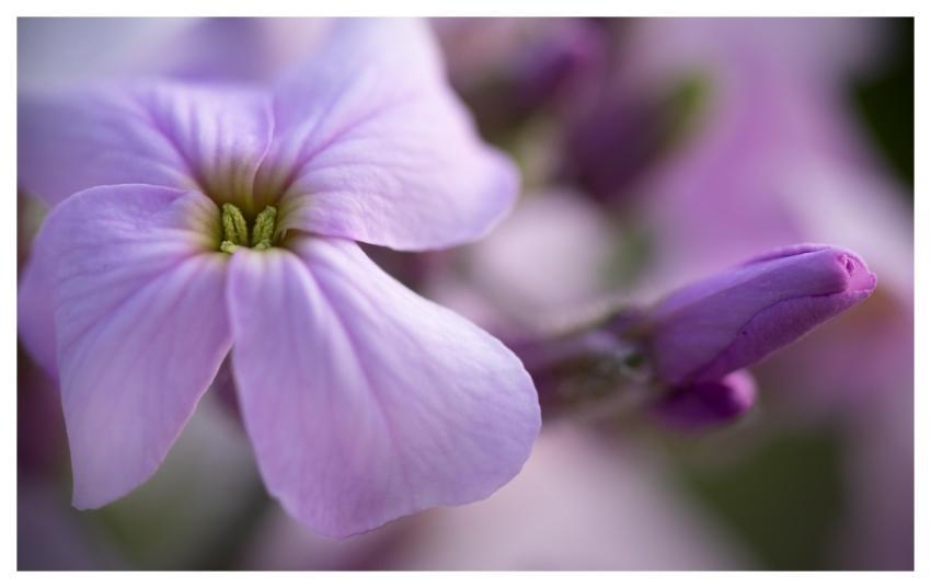 Dame's Rocket Damask Violet Dame's Violet Hesperis