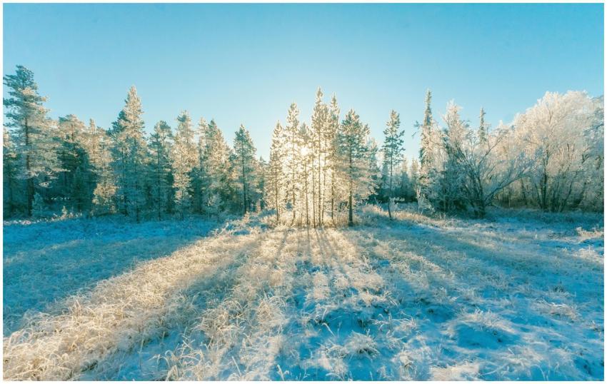 Sunlight filters through frosty trees in a tranqui
