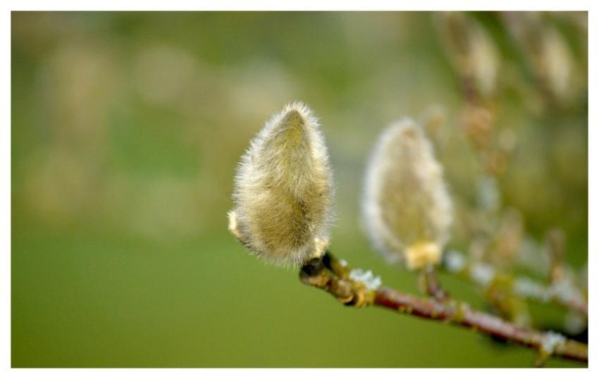 Bud Magnolias Branch Botany