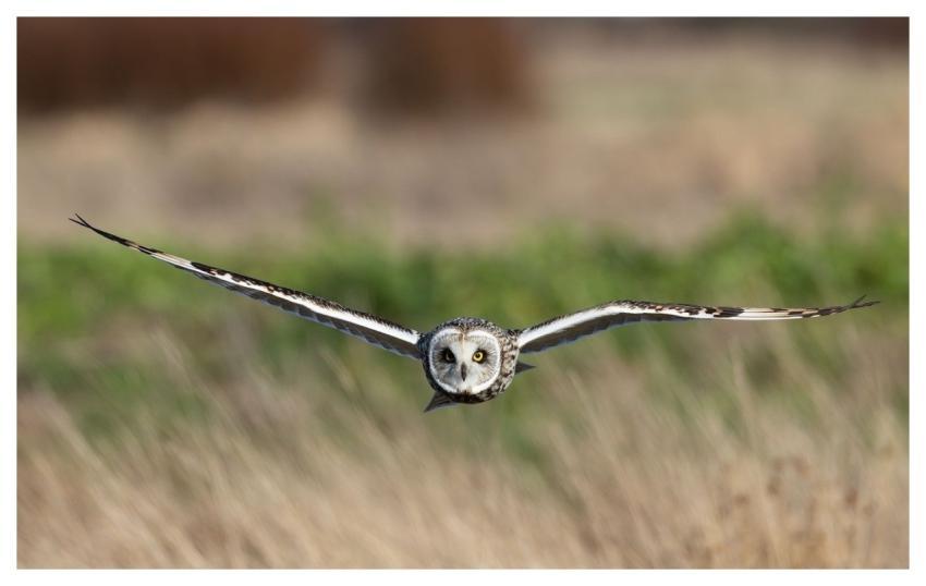 Short-Eared Owl Owl Bird Nature