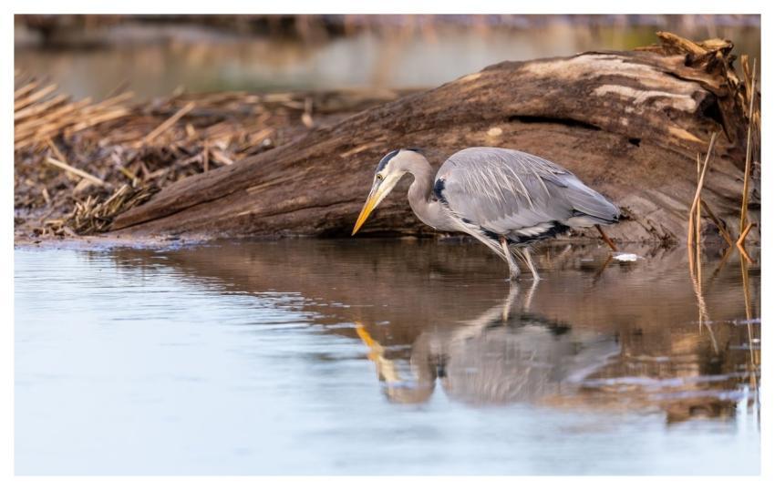 Heron Bird Nature Animal