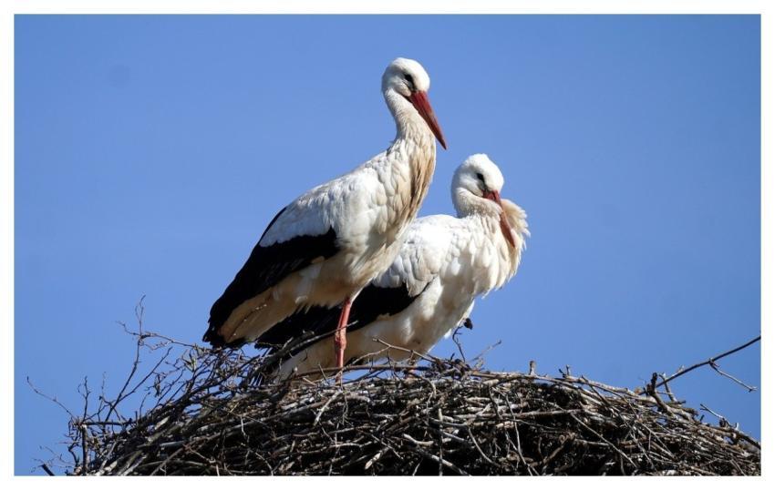 Storks Nest Nature Birds