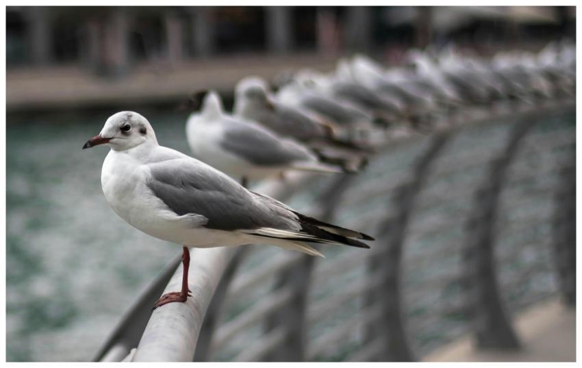Group of seagulls perched on a railing by a waterf