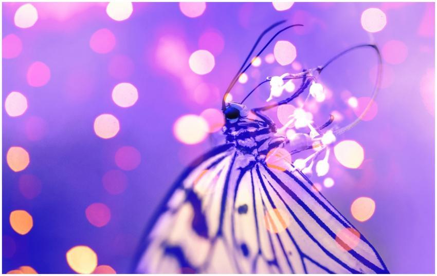 A macro photo of a butterfly with bokeh lights, sh