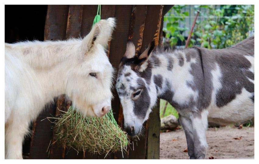 House Mice Donkey Farm Yard Feeding Place