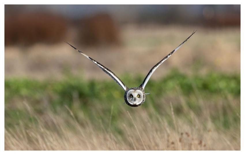 Short-Eared Owl Owl Bird Nature