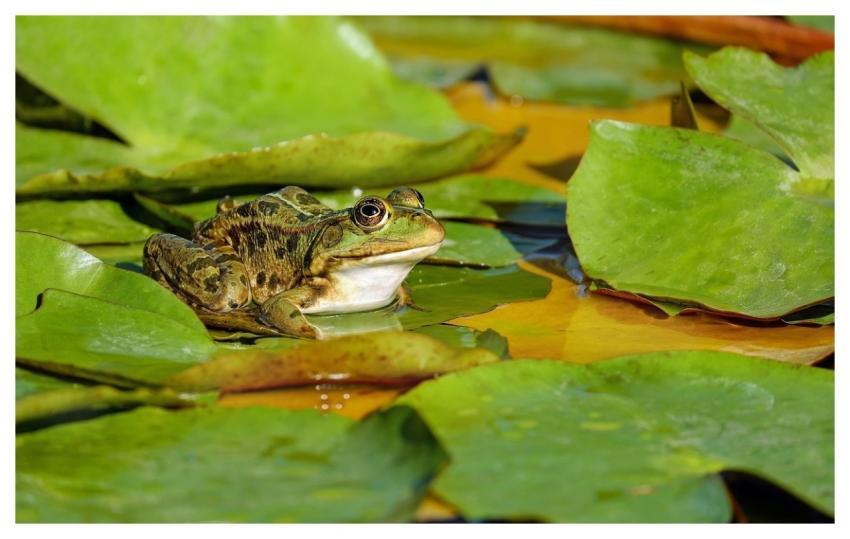 Frog Water Frog Lily Pads Amphibian