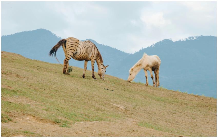 A zebra and a horse grazing on a green hillside wi