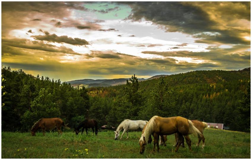 Horses grazing in a tranquil meadow surrounded by