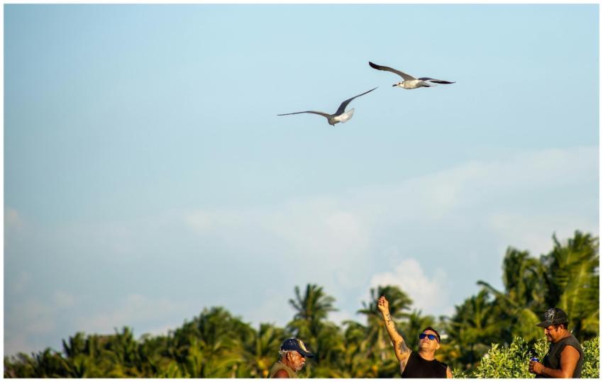 Free stock photo of bird wings, mirando al cielo