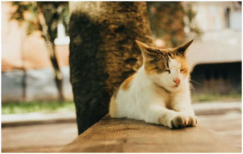 A serene outdoor scene featuring a cute cat restin