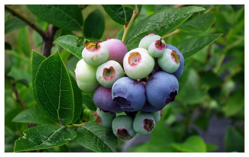 Blueberries Berries Food Fruit
