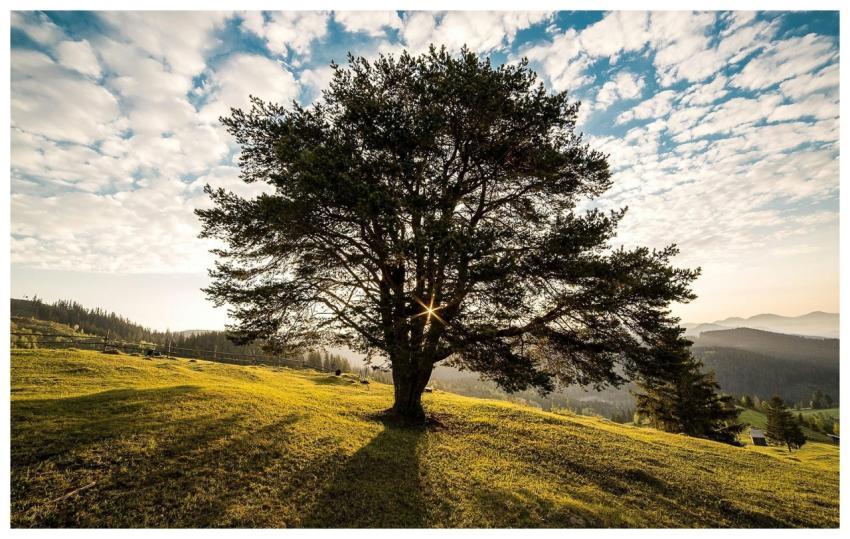 A tranquil tree scene in the Romanian countryside