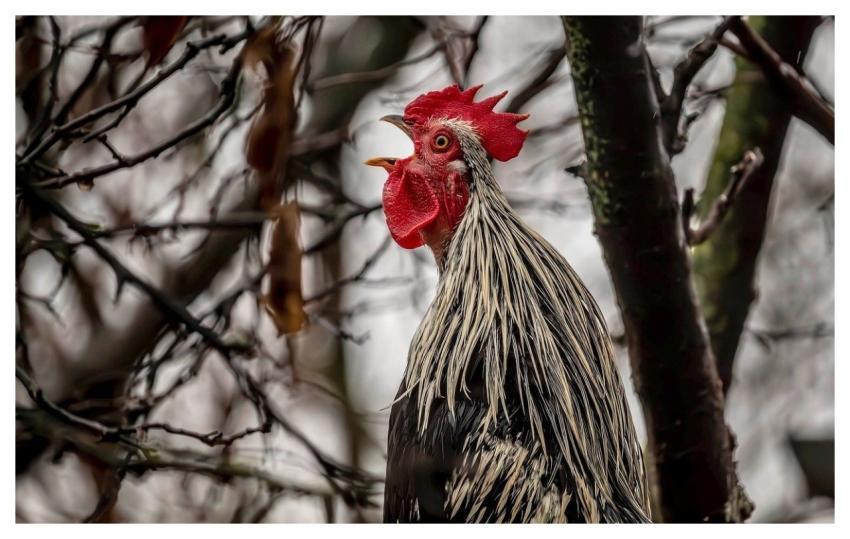 Rooster Trees Leading Chicken Backyard