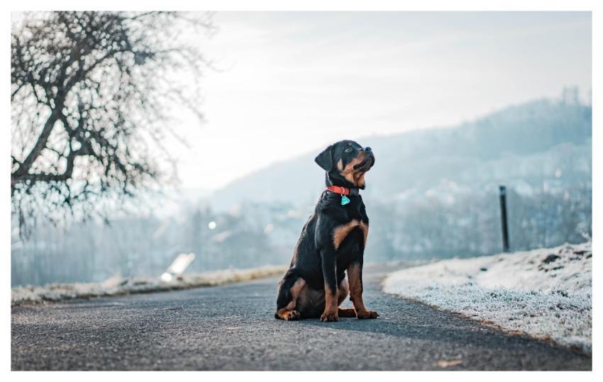 Dog Rottweiler Nature Winter