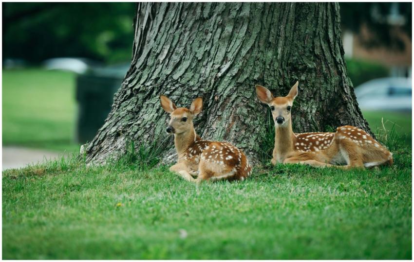 Two adorable fawns relax by a tree trunk on a summ