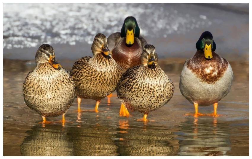 Close-up of mallard ducks standing on a winter lak