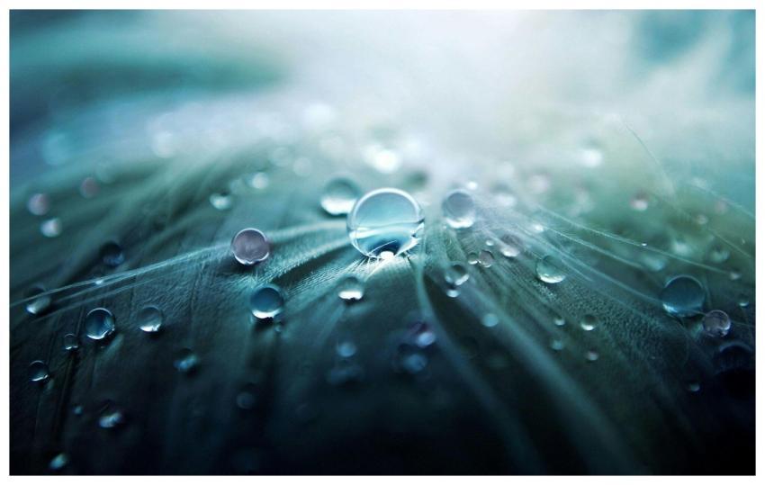 Close-up shot of water droplets on a feather with