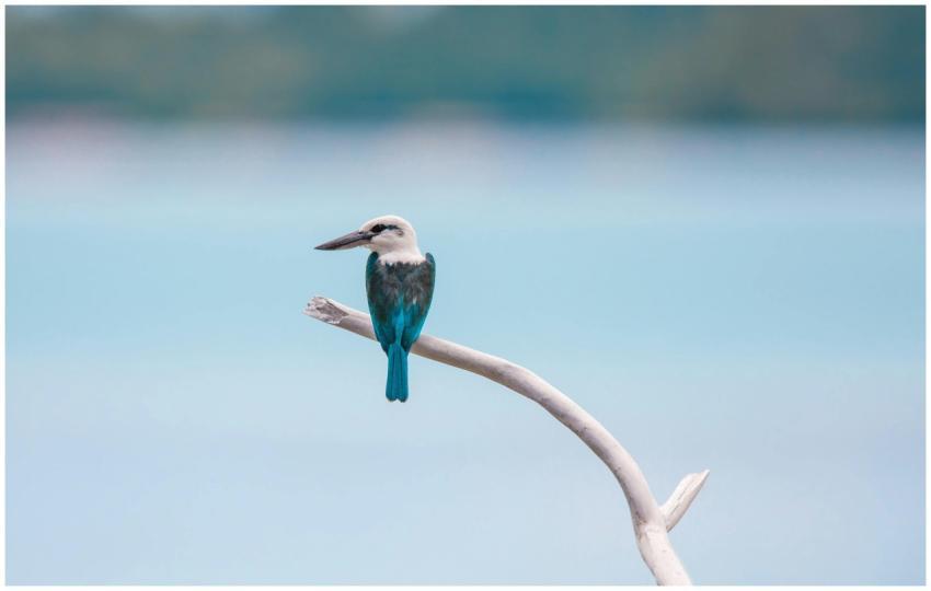 A tranquil scene of a kingfisher perched on a bran