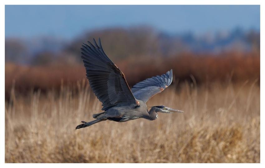 Heron Bird Nature Animal
