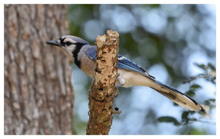 Blue Jay Jay Bird Animal