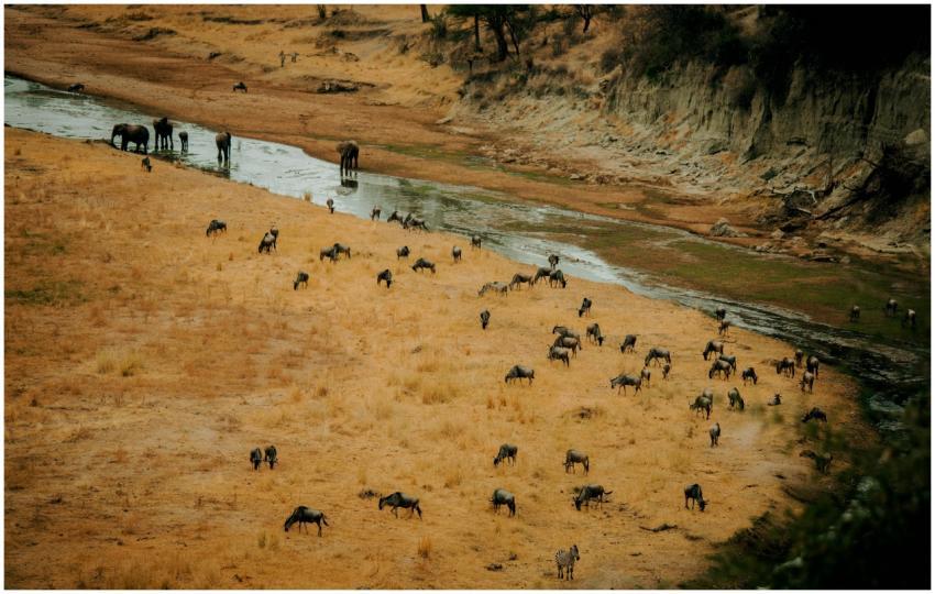 Elephants and wildebeests migrating by a river in