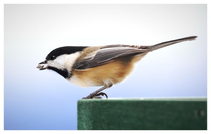Black-Capped Chickadee Bird Animal Wildlife