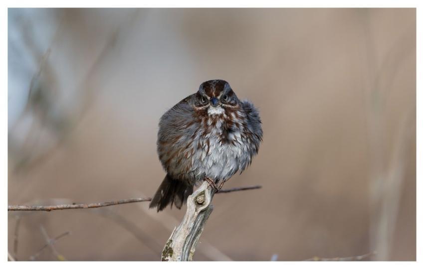 Sparrow Wood Perched Bird