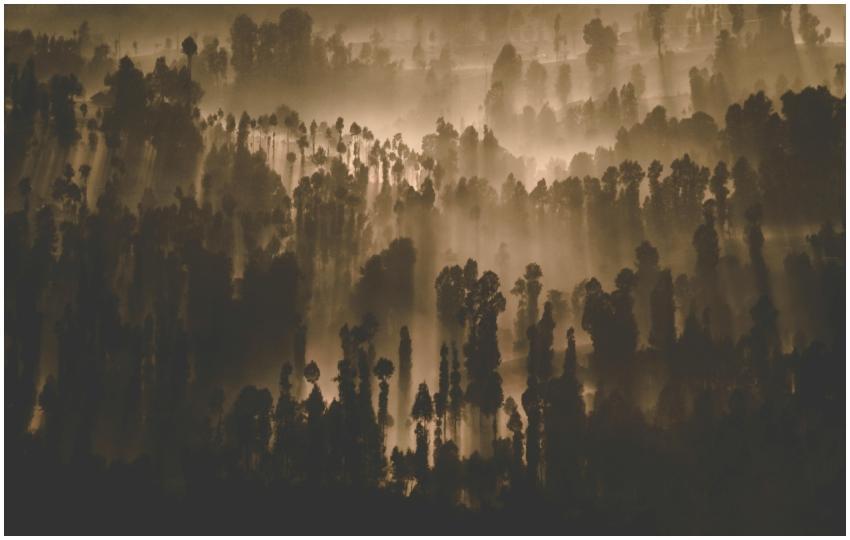 A mysterious forest landscape with sunbeams filter