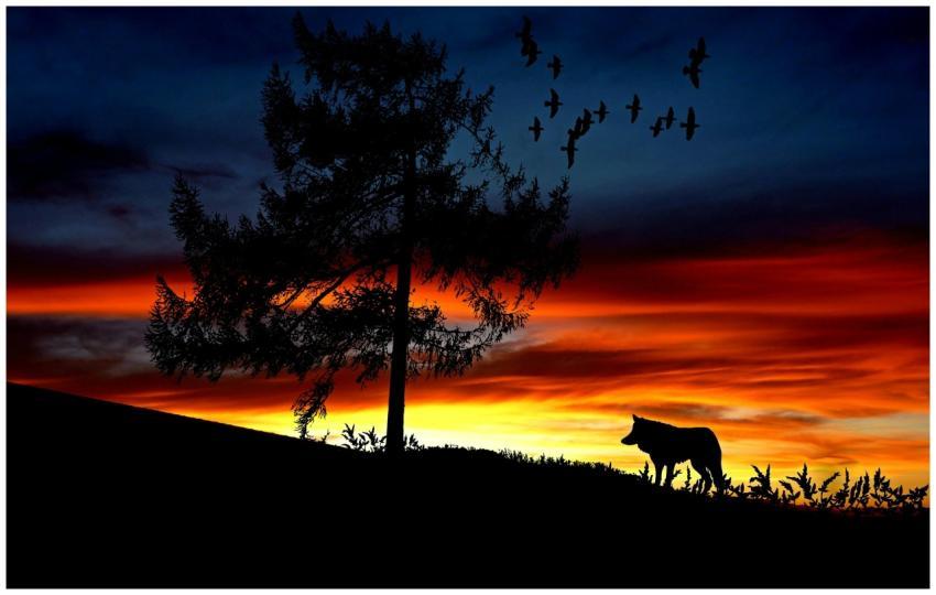 Dramatic silhouette of a wolf and tree against a c