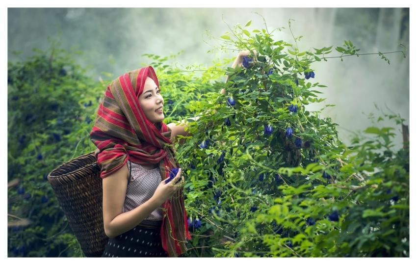 Agriculture Cambodia Culture Farmer
