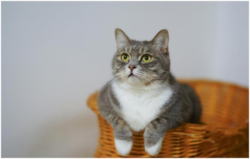 Adorable European Shorthair cat sitting in a baske