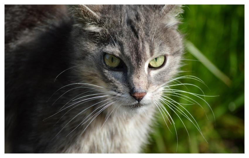 Cat Mammal Whiskers Domestic Animal