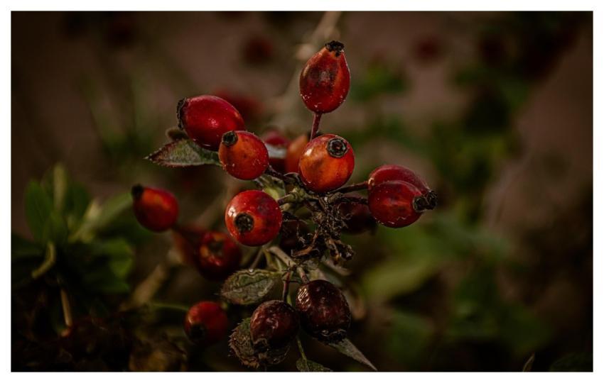 Hibiscus Fruits Harvest Hd Wallpaper