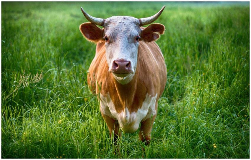 A close-up view of a brown cow standing in a lush