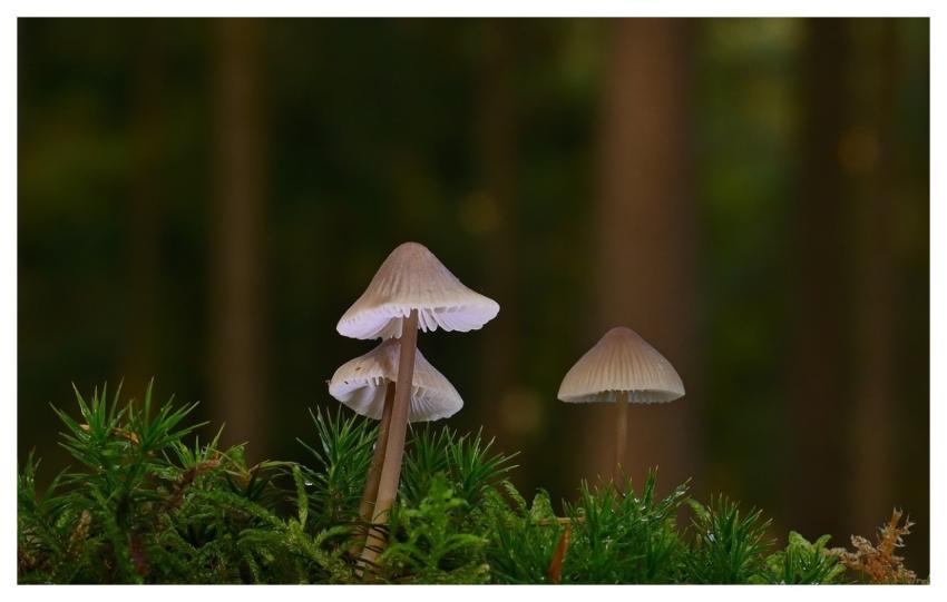 Mushrooms Mycena Forest Autumn