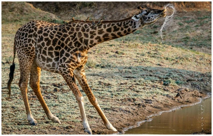 Giraffe bending to drink near a waterhole in the Z