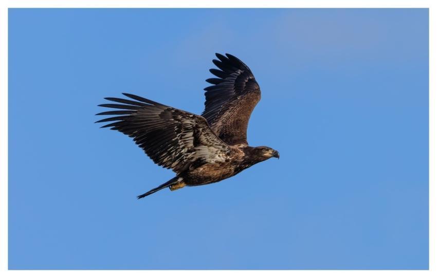 Bald Eagles Nature Wildlife Avian