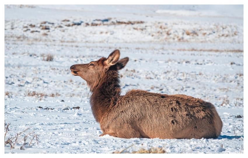 Elk Wildlife Nature Winter