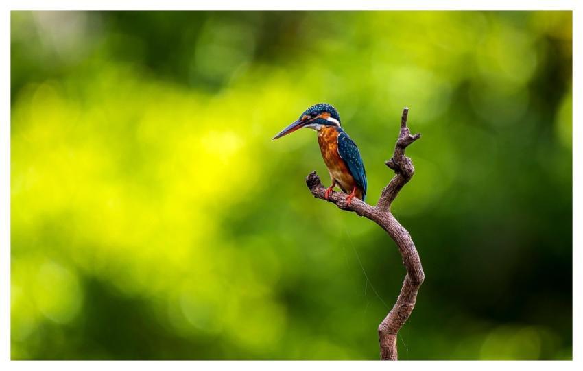 Kingfisher Bird Perched Animal
