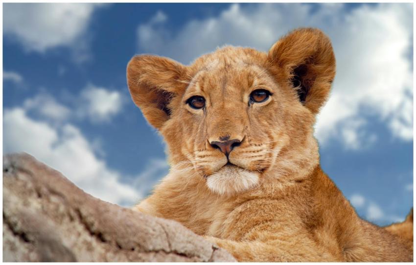 Adorable lion cub resting on a rock with a clear b