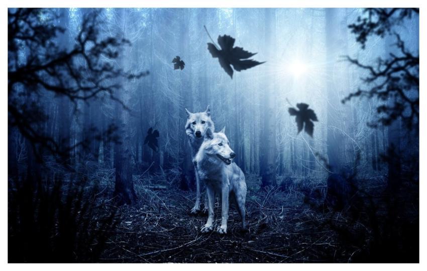 Wolves Wolf Pack Forest Woods