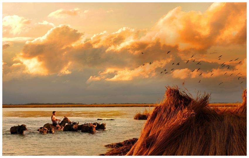 Serene rural scene with water buffalo herd at suns