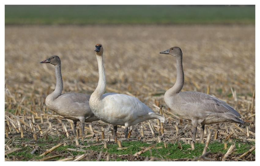 Swans Nature Animal Wildlife