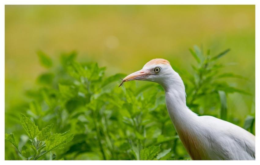 Cattle Egret Bird Nature Gaiazoo