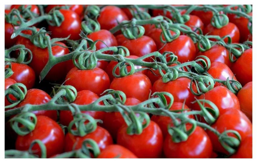 Tomatoes Vegetables Food Fresh